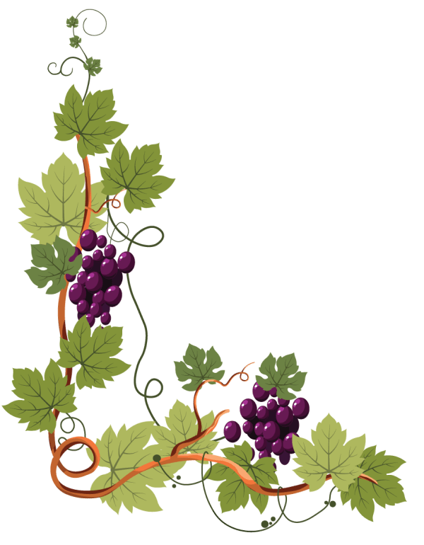 grape vine lower left